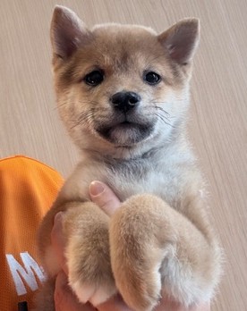 奈良県の豆柴 (マルエスペット ヒルステップ生駒店/2025年12月27日生まれ/男の子/赤)の子犬の4枚目の画像