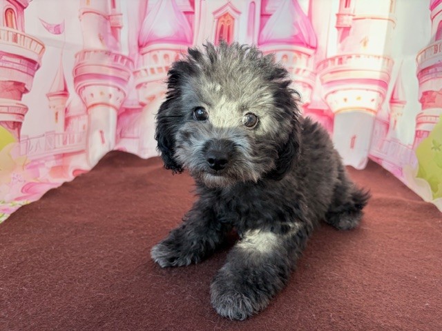 奈良県のトイプードル(トイ) (マルエスペット ヒルステップ生駒店/2025年12月1日生まれ/女の子/シルバー)の子犬の4枚目の画像