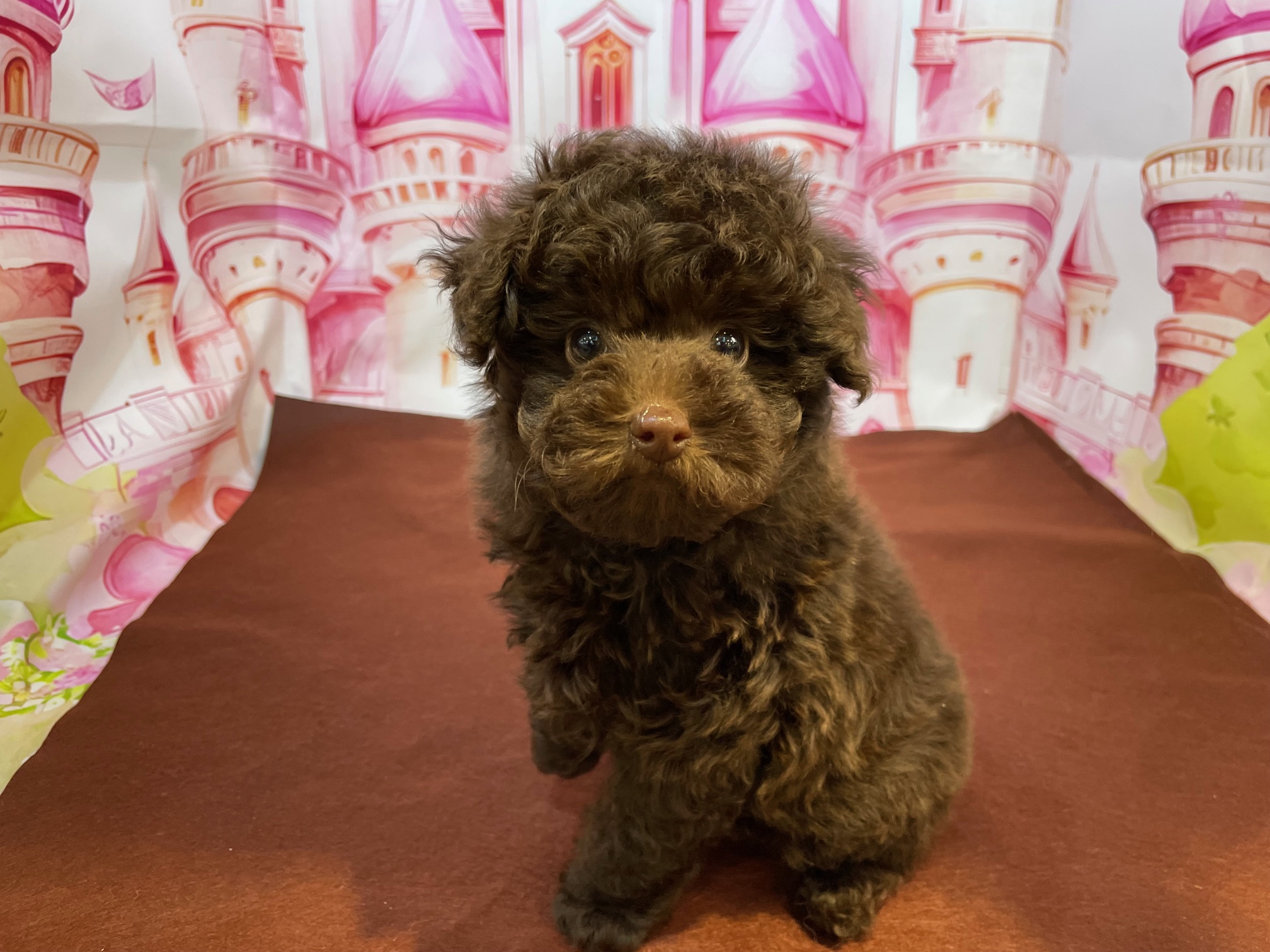 奈良県のトイプードル(トイ) (マルエスペット ヒルステップ生駒店/2026年1月25日生まれ/男の子/ブラウン)の子犬の2枚目の画像