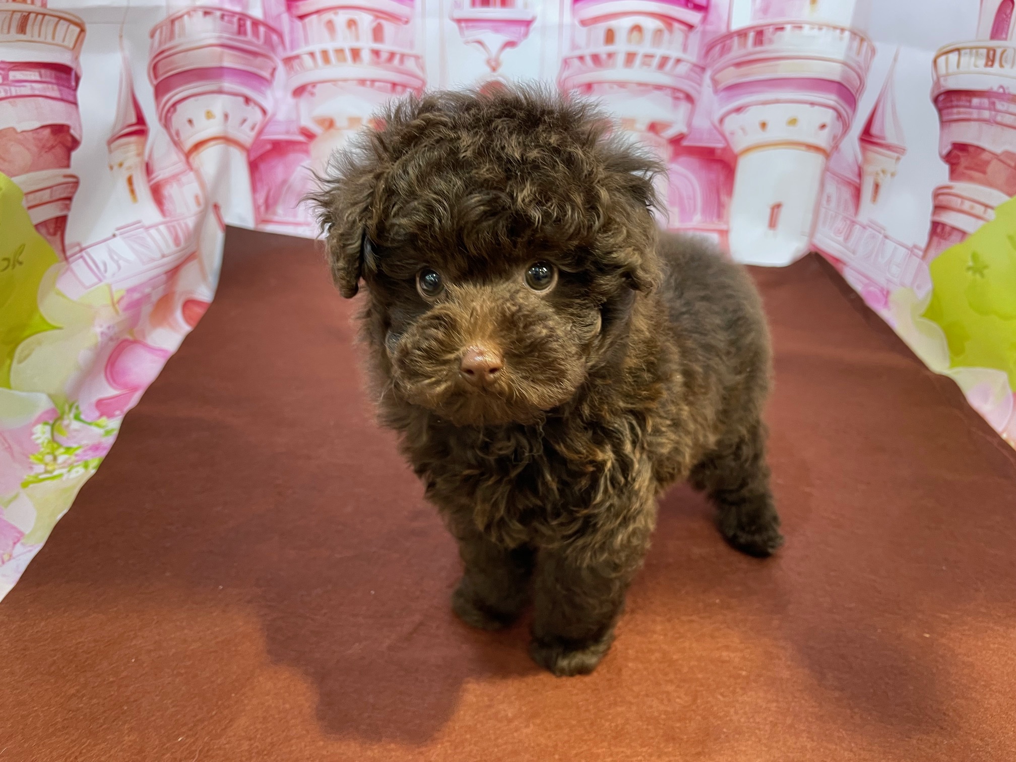 奈良県のトイプードル(トイ) (マルエスペット ヒルステップ生駒店/2026年1月25日生まれ/男の子/ブラウン)の子犬の3枚目の画像