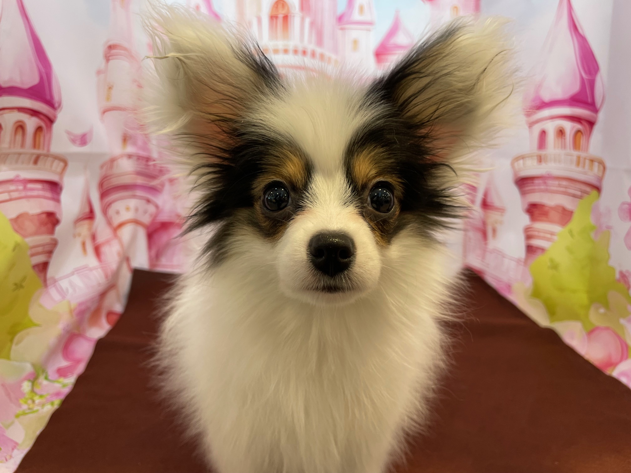 奈良県のパピヨン (マルエスペット ヒルステップ生駒店/2025年12月15日生まれ/女の子/トライカラー)の子犬の4枚目の画像