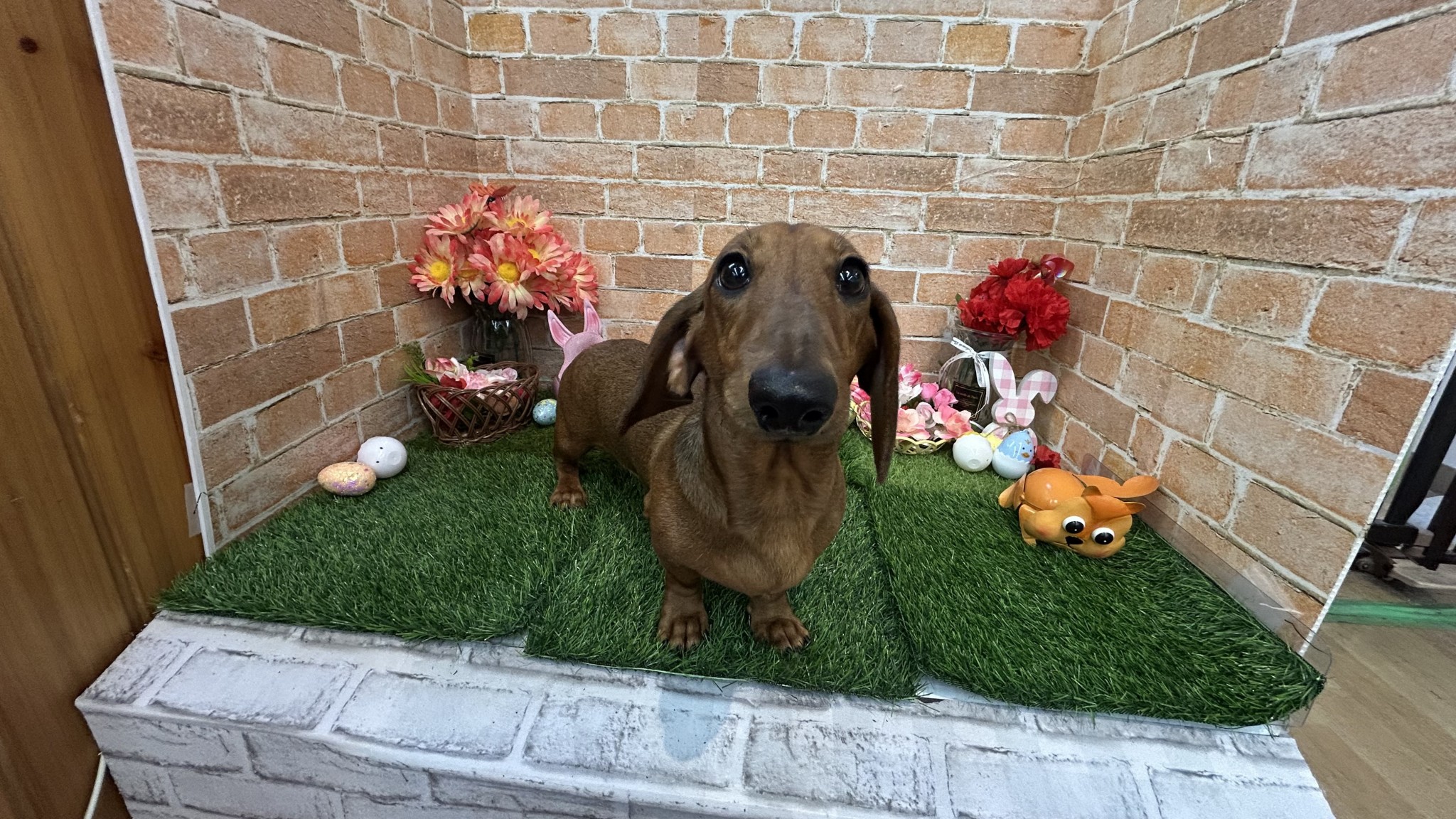 奈良県のミニチュアダックスフンド(スムース) (マルエスペット 押熊店/2025年7月14日生まれ/男の子/シェーデットレッド)の子犬の4枚目の画像