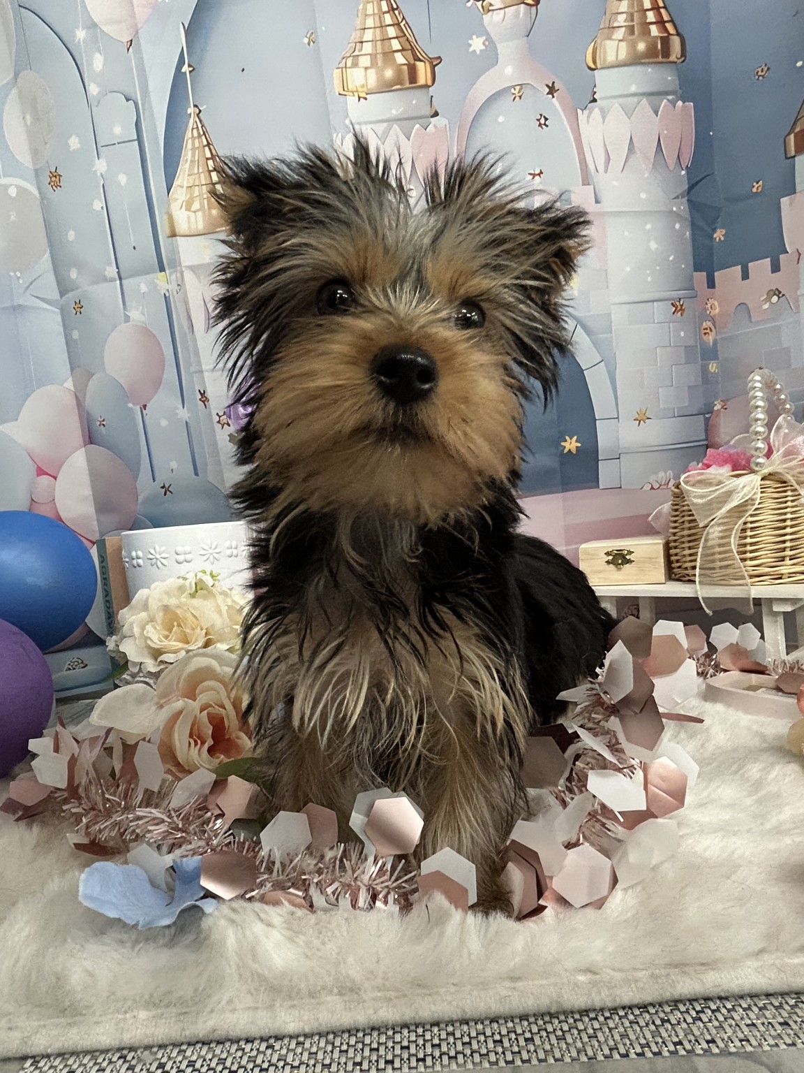 静岡県のヨークシャーテリア (マルエスペットホームアシスト店/2025年12月26日生まれ/女の子/スチールブルータン)の子犬の4枚目の画像