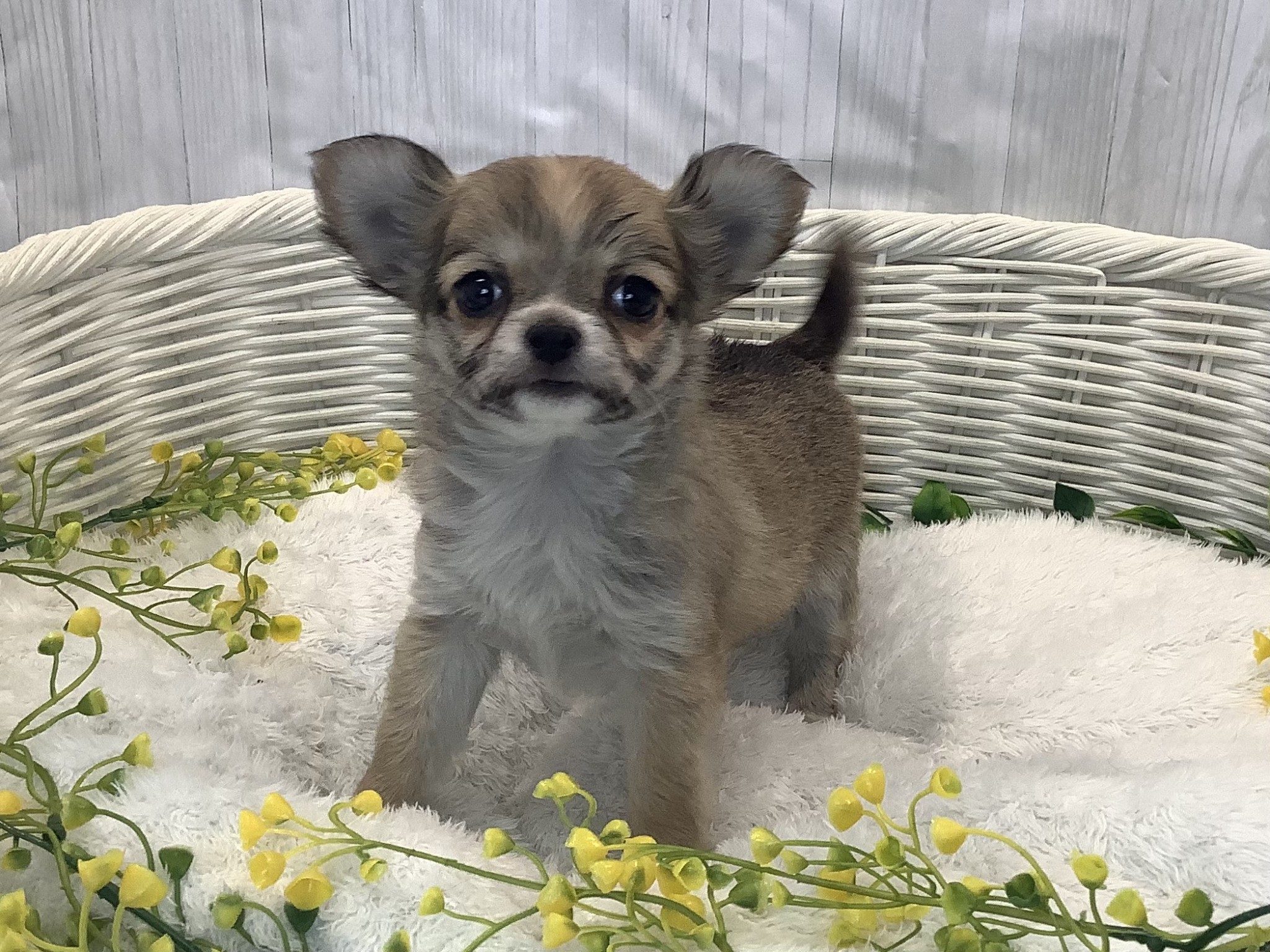 静岡県のチワワ(ロング) (マルエスペットホームアシスト店/2026年1月9日生まれ/女の子/レッドホワイト)の子犬の1枚目の画像