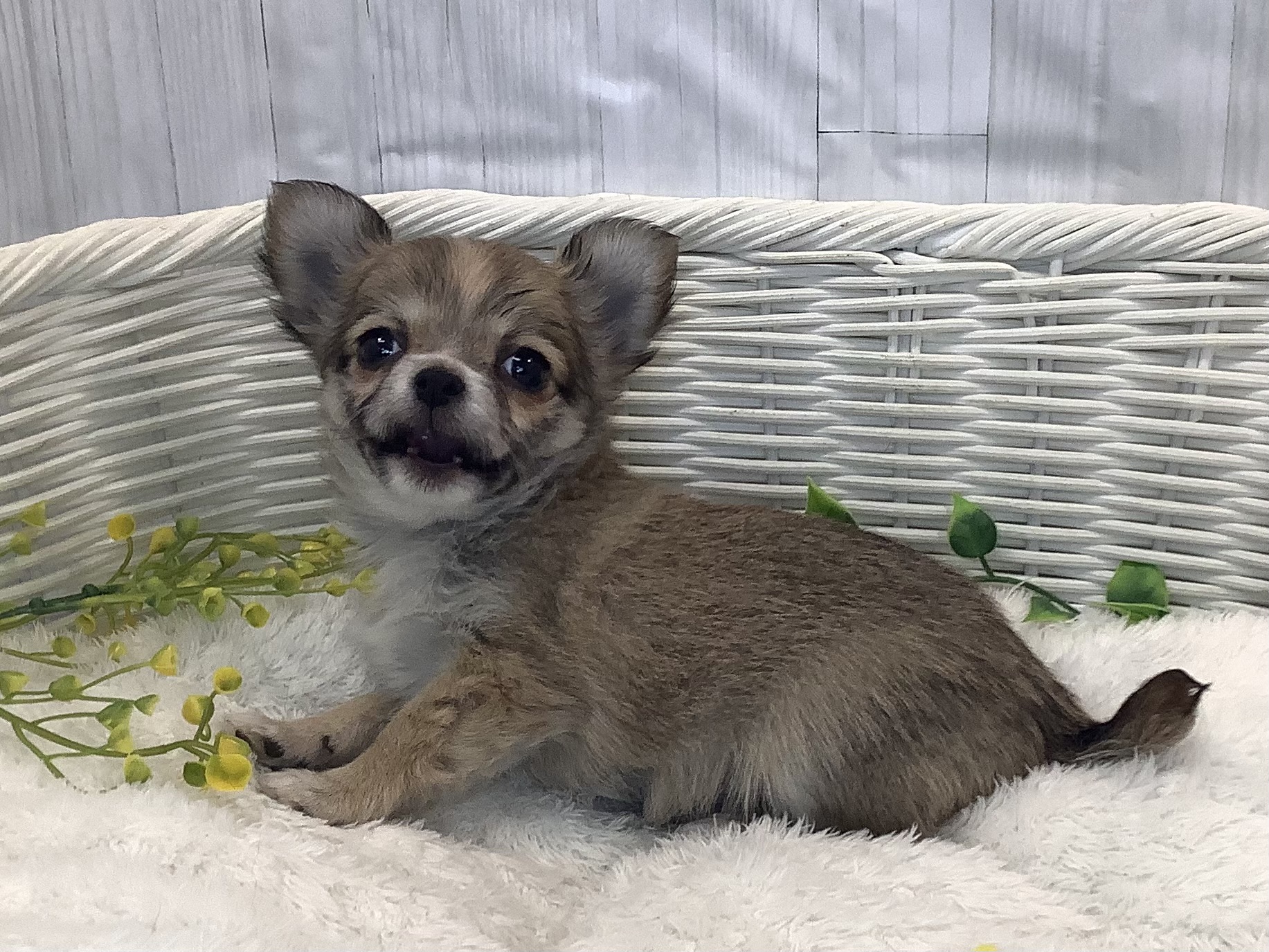 静岡県のチワワ(ロング) (マルエスペットホームアシスト店/2026年1月9日生まれ/女の子/レッドホワイト)の子犬の2枚目の画像