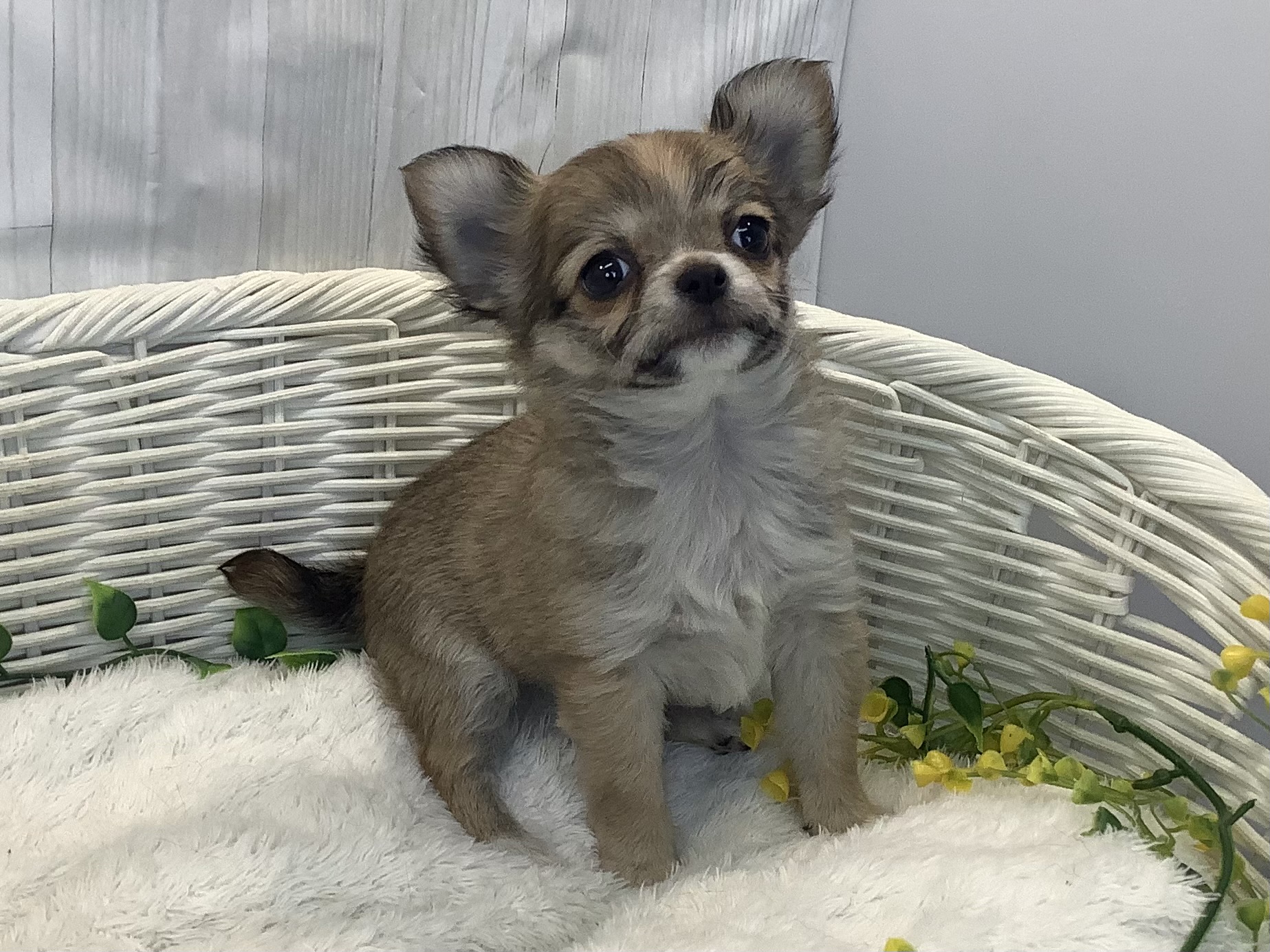 静岡県のチワワ(ロング) (マルエスペットホームアシスト店/2026年1月9日生まれ/女の子/レッドホワイト)の子犬の3枚目の画像