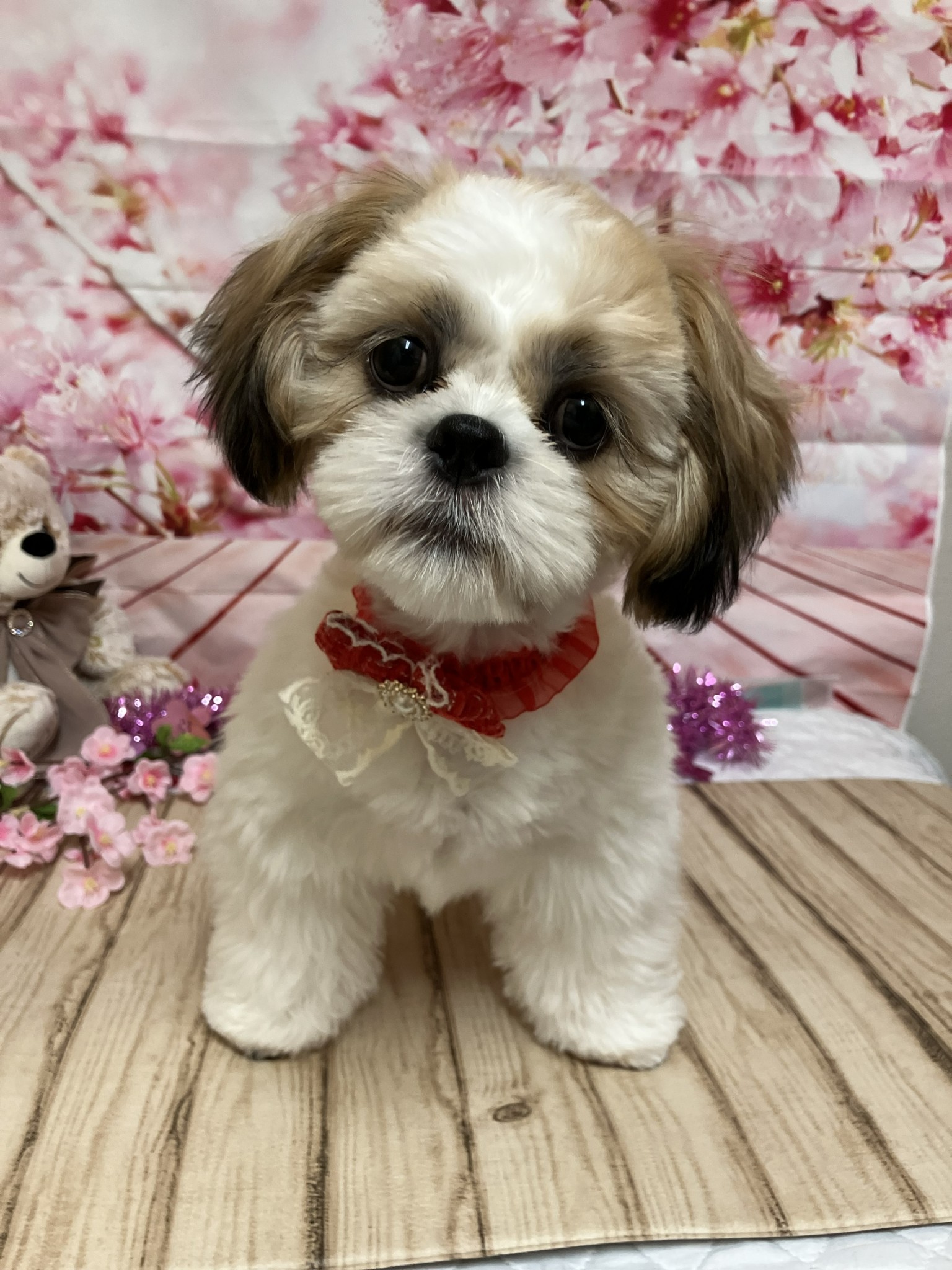 静岡県のシーズー (マルエスペット富士店/2025年10月22日生まれ/男の子/ホワイトゴールド)の子犬の4枚目の画像