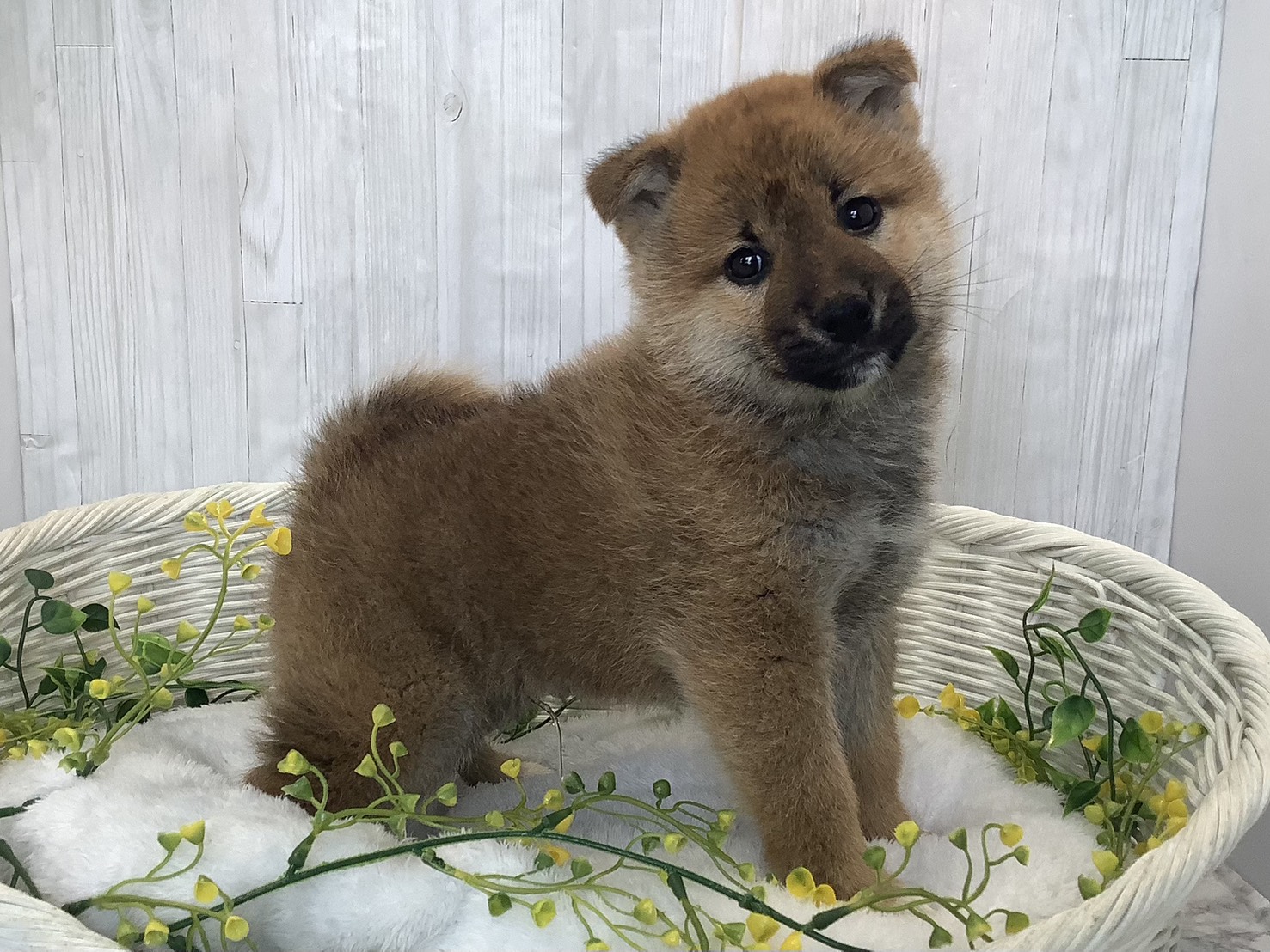 奈良県の柴犬(標準サイズ) (マルエスペット いかるが店/2026年1月4日生まれ/男の子/赤)の子犬の2枚目の画像