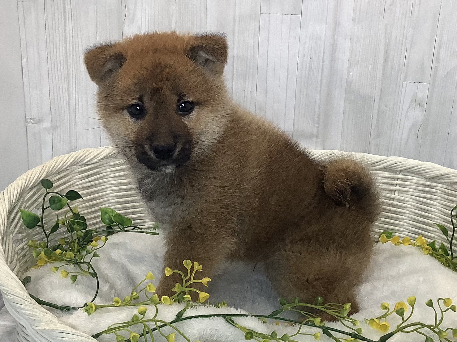 奈良県の柴犬(標準サイズ) (マルエスペット いかるが店/2026年1月4日生まれ/男の子/赤)の子犬の3枚目の画像