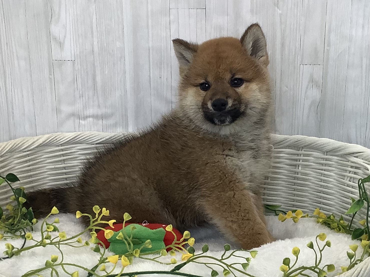神奈川県の柴犬(標準サイズ) (マルエスペット相模大野店/2026年1月4日生まれ/男の子/赤)の子犬の2枚目の画像