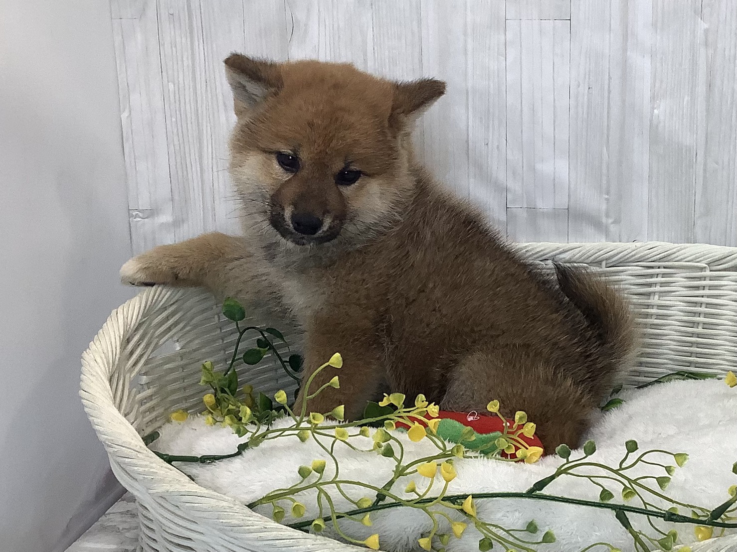 神奈川県の柴犬(標準サイズ) (マルエスペット相模大野店/2026年1月4日生まれ/男の子/赤)の子犬の3枚目の画像