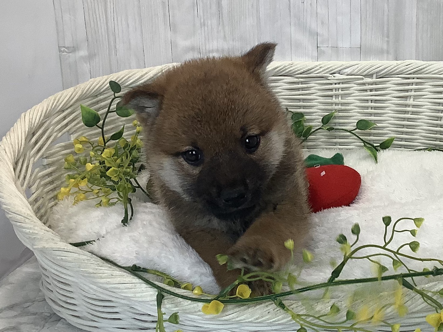 奈良県の柴犬(標準サイズ) (マルエスペット はんな店/2026年1月3日生まれ/男の子/赤)の子犬の1枚目の画像
