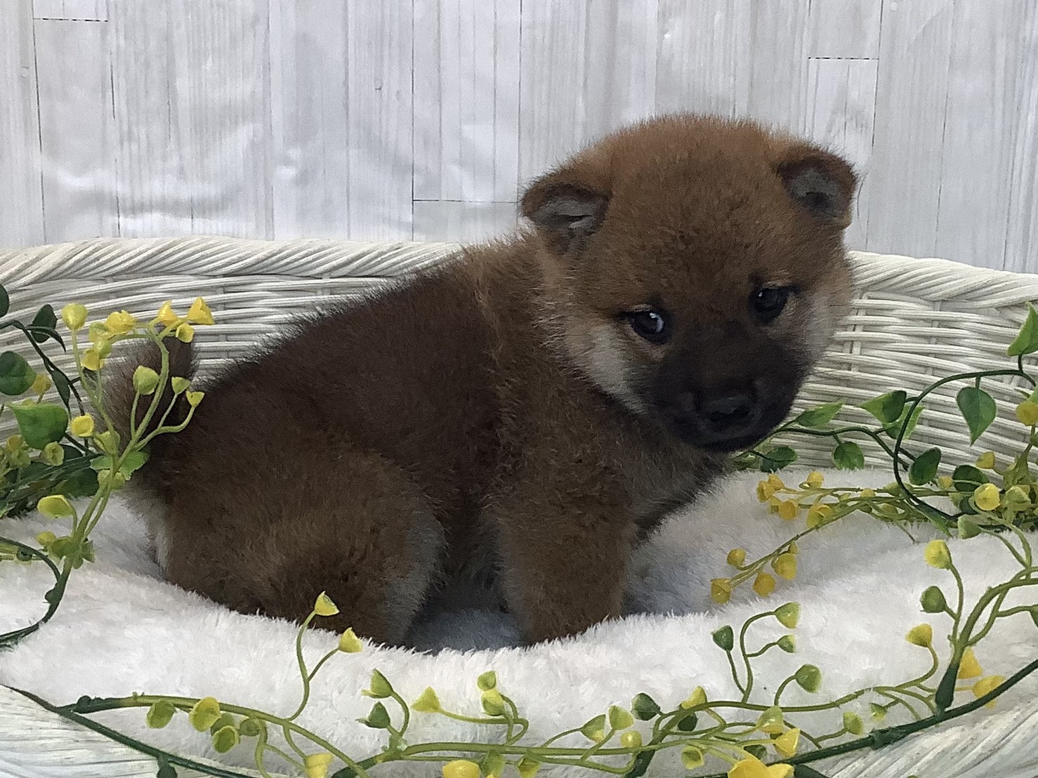 奈良県の柴犬(標準サイズ) (マルエスペット はんな店/2026年1月3日生まれ/男の子/赤)の子犬の2枚目の画像
