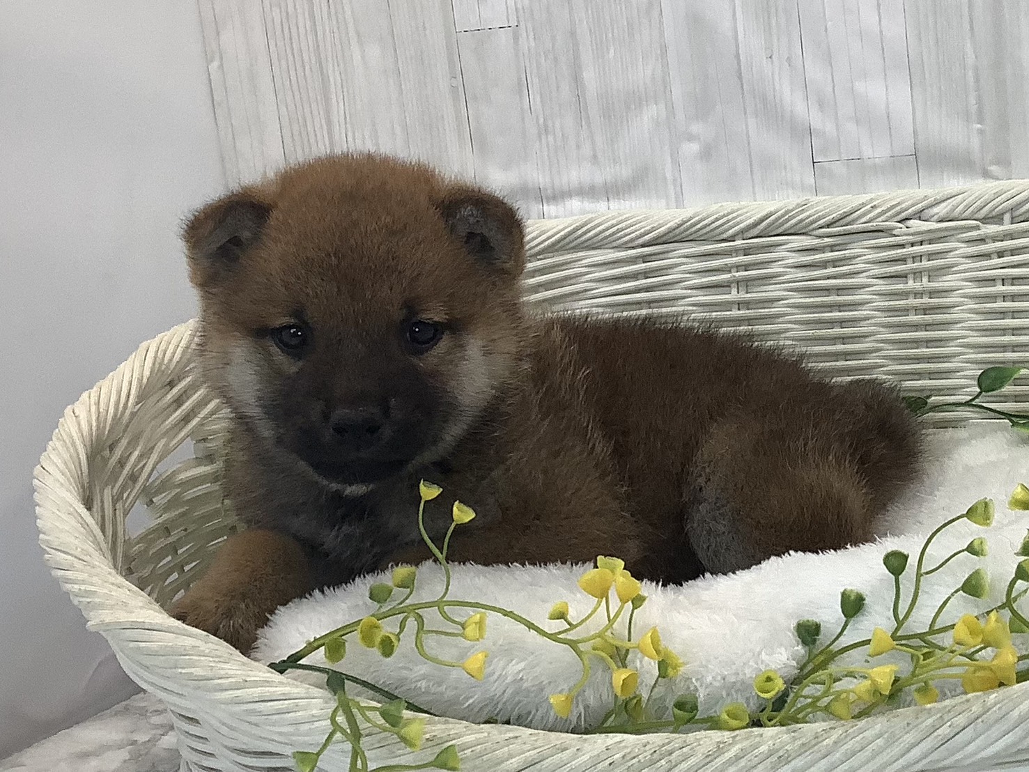 奈良県の柴犬(標準サイズ) (マルエスペット はんな店/2026年1月3日生まれ/男の子/赤)の子犬の3枚目の画像