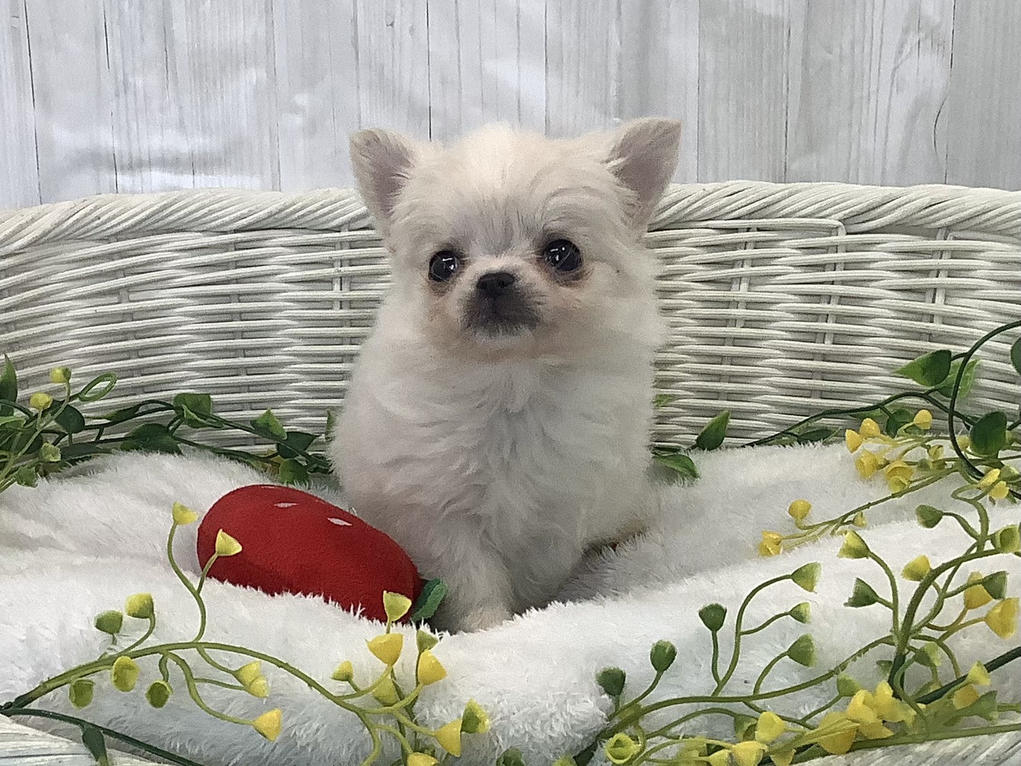 千葉県のチワワ(ロング) (マルエスペット千鳥町店/2026年1月3日生まれ/男の子/クリーム)の子犬の1枚目の画像