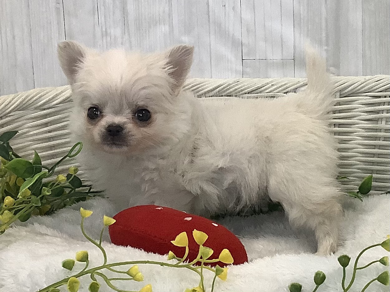 千葉県のチワワ(ロング) (マルエスペット千鳥町店/2026年1月3日生まれ/男の子/クリーム)の子犬の3枚目の画像