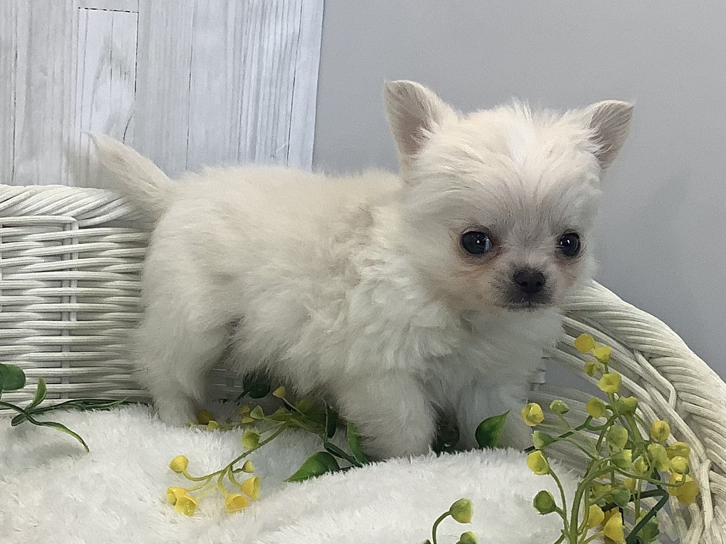 千葉県のチワワ(ロング) (マルエスペット千鳥町店/2026年1月3日生まれ/男の子/クリーム)の子犬の2枚目の画像