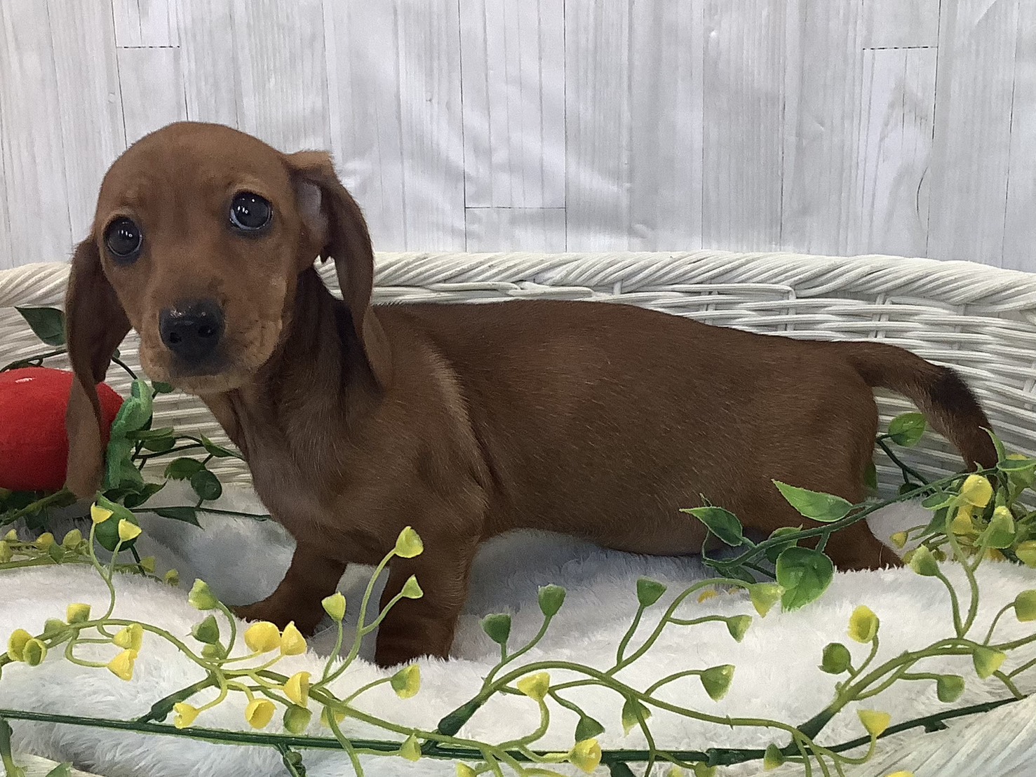 神奈川県のカニンヘンダックスフンド(スムース) (マルエスペット湯河原店/2025年12月24日生まれ/男の子/レッド)の子犬の3枚目の画像