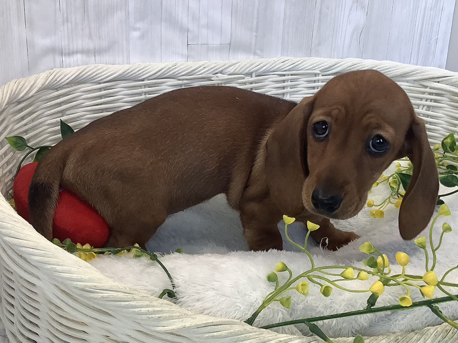 神奈川県のカニンヘンダックスフンド(スムース) (マルエスペット湯河原店/2025年12月24日生まれ/男の子/レッド)の子犬の2枚目の画像