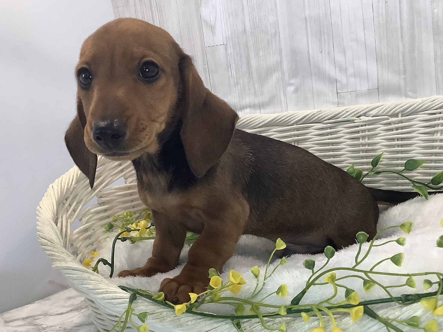 広島県のカニンヘンダックスフンド(スムース) (マルエスペット広島段原ショッピングセンター店/2025年12月24日生まれ/男の子/レッド)の子犬の3枚目の画像