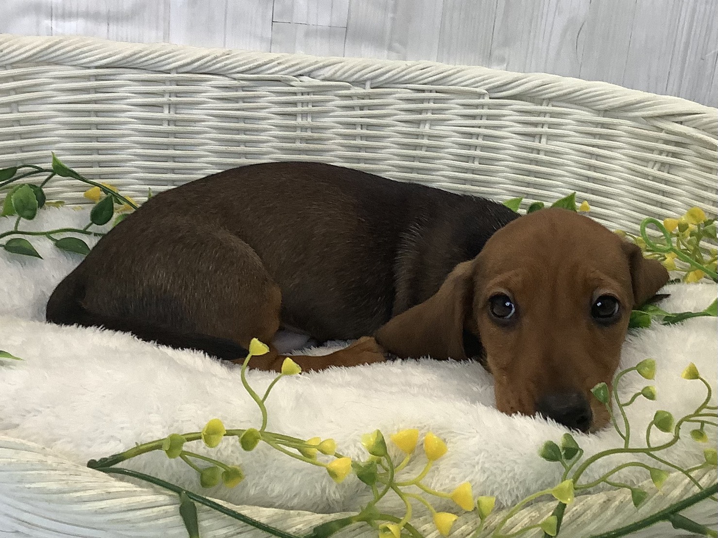 広島県のカニンヘンダックスフンド(スムース) (マルエスペット広島段原ショッピングセンター店/2025年12月24日生まれ/男の子/レッド)の子犬の2枚目の画像