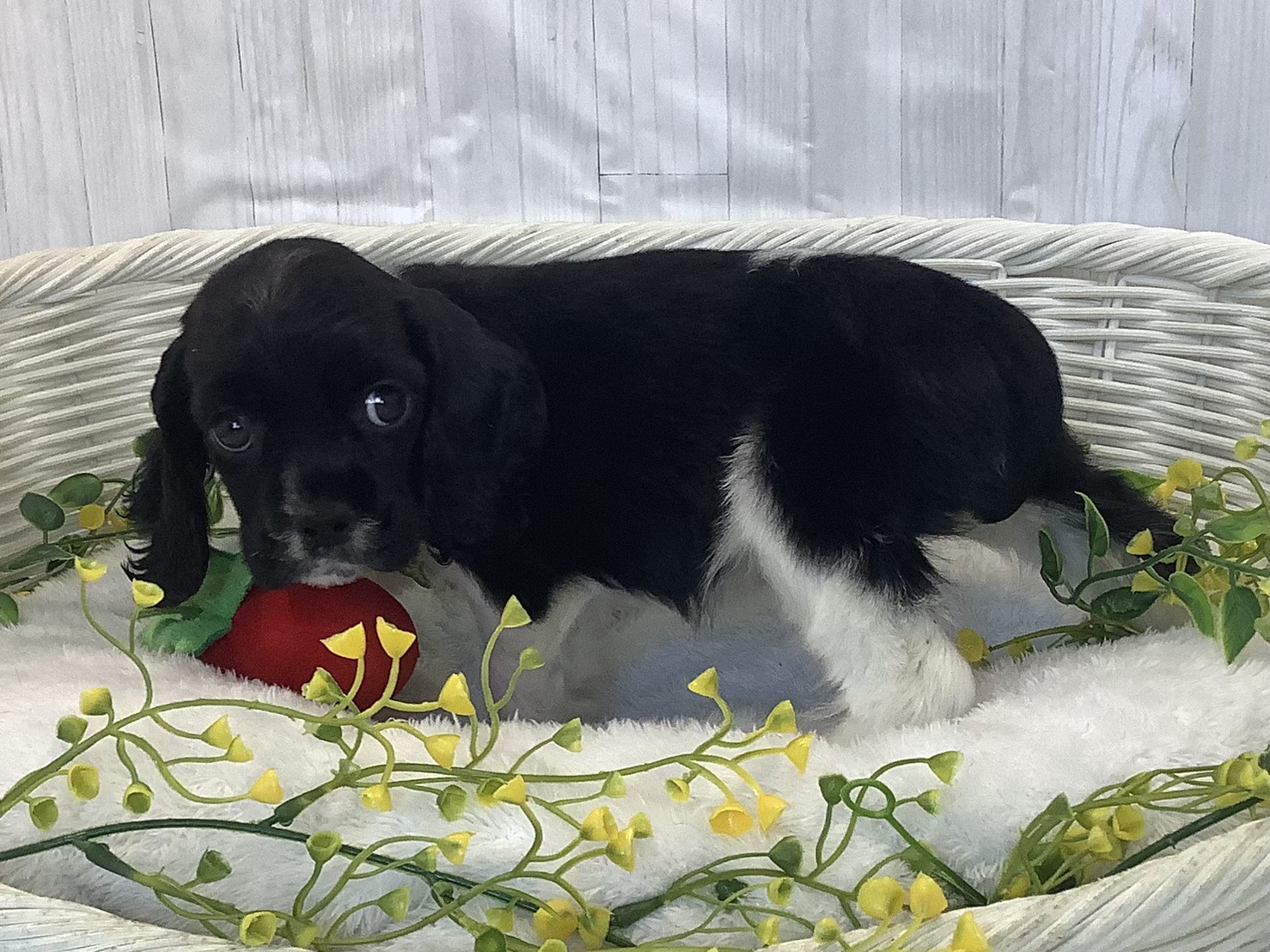 静岡県のアメリカンコッカースパニエル (マルエスペット御殿場店/2026年1月3日生まれ/女の子/ホワイトブラック)の子犬の3枚目の画像