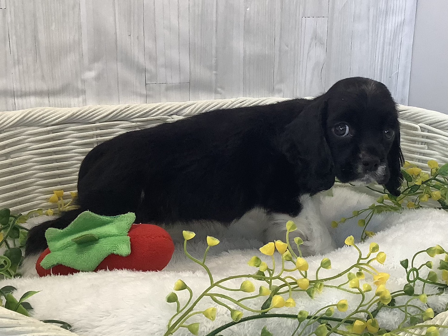 静岡県のアメリカンコッカースパニエル (マルエスペット御殿場店/2026年1月3日生まれ/女の子/ホワイトブラック)の子犬の2枚目の画像