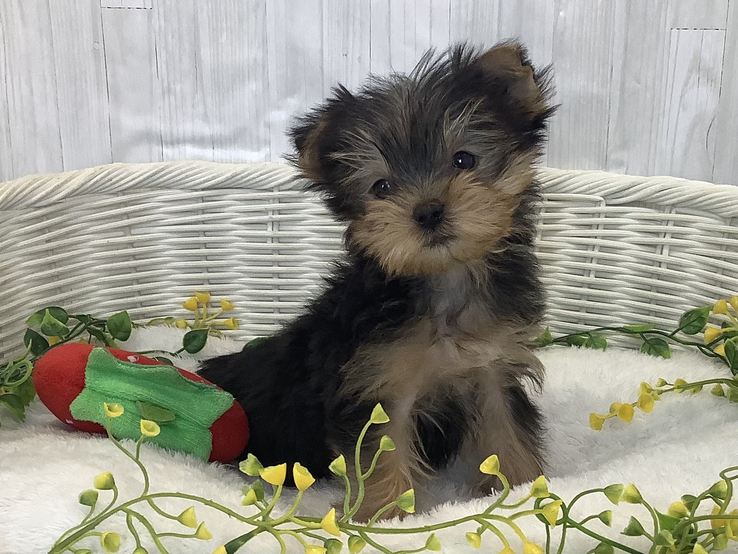 静岡県のヨークシャーテリア (マルエスペット清水駒越店/2025年12月30日生まれ/男の子/スチールブルータン)の子犬の2枚目の画像