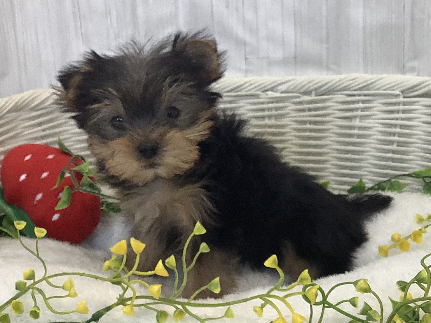 静岡県のヨークシャーテリア (マルエスペット清水駒越店/2025年12月30日生まれ/男の子/スチールブルータン)の子犬の3枚目の画像
