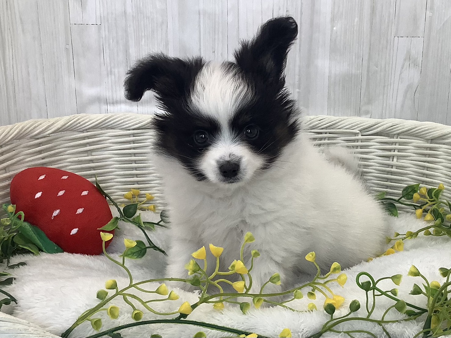静岡県のパピヨン (マルエスペット清水駒越店/2026年1月5日生まれ/男の子/トライカラー)の子犬の1枚目の画像
