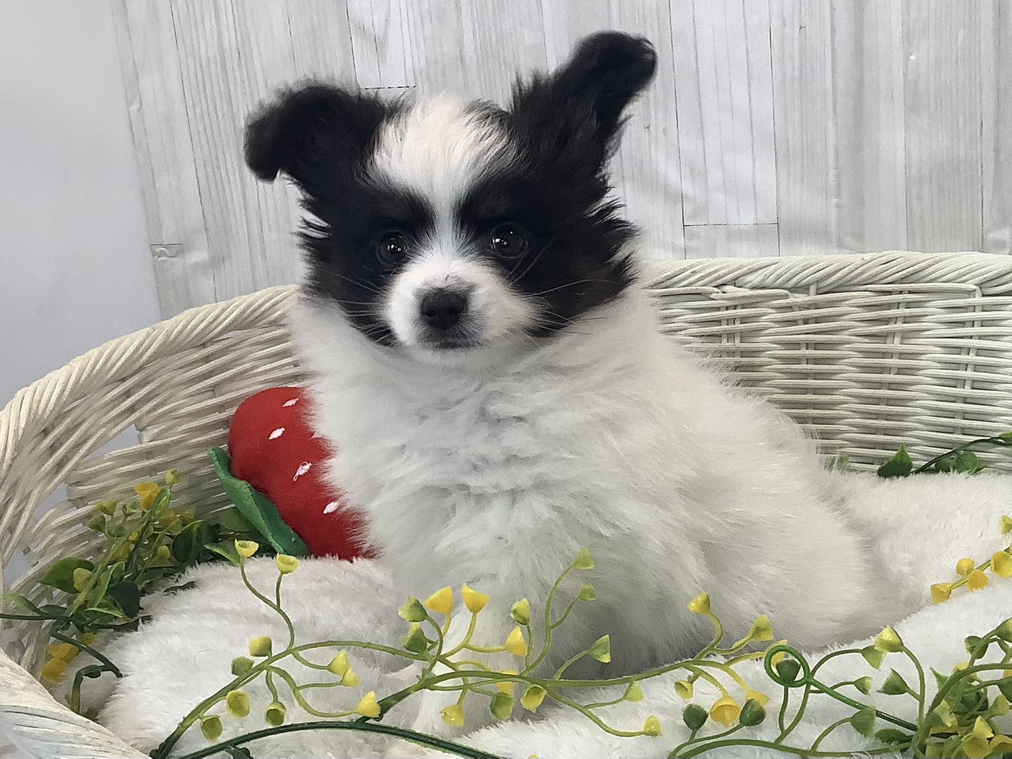 静岡県のパピヨン (マルエスペット清水駒越店/2026年1月5日生まれ/男の子/トライカラー)の子犬の3枚目の画像