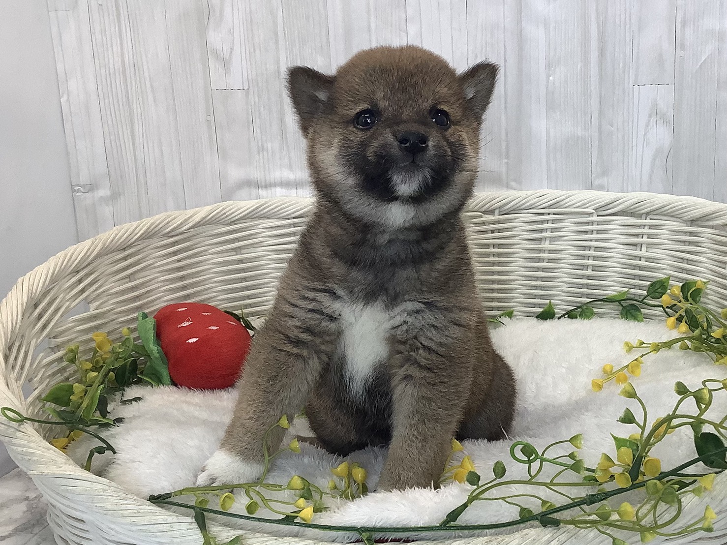 奈良県の豆柴 (マルエスペット ヒルステップ生駒店/2026年1月4日生まれ/男の子/赤)の子犬の1枚目の画像