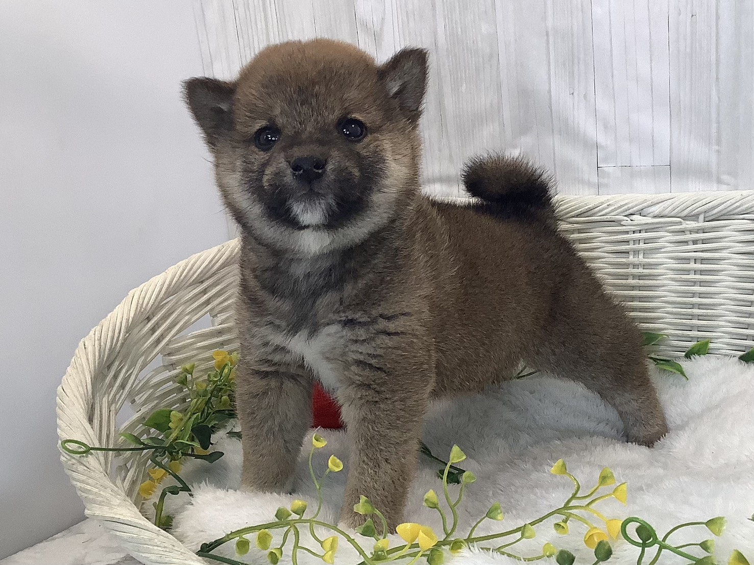 奈良県の豆柴 (マルエスペット ヒルステップ生駒店/2026年1月4日生まれ/男の子/赤)の子犬の3枚目の画像