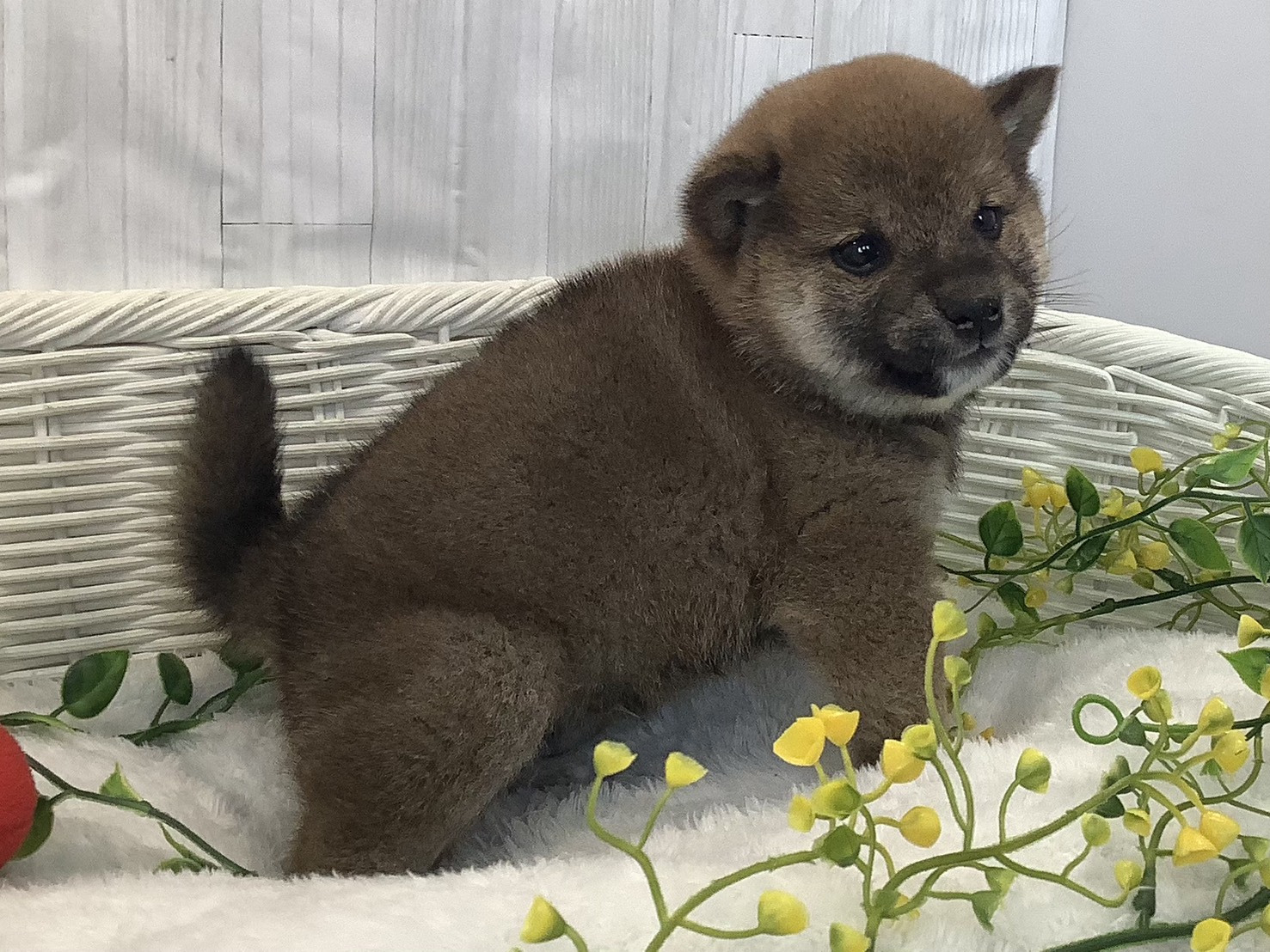 奈良県の豆柴 (マルエスペット ヒルステップ生駒店/2026年1月4日生まれ/男の子/赤)の子犬の2枚目の画像