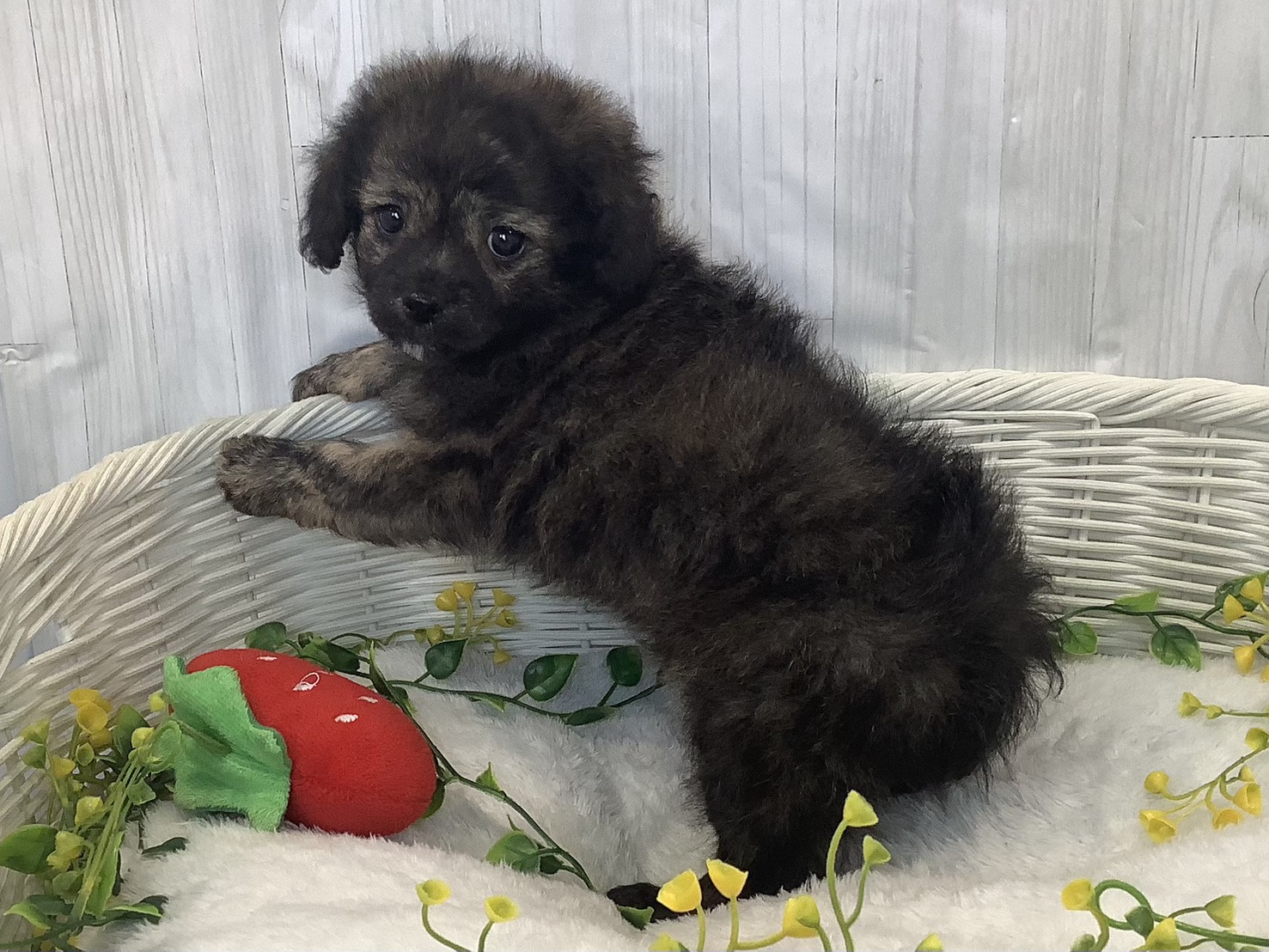 奈良県のハーフ犬・ミックス犬 (マルエスペット いかるが店/2026年1月3日生まれ/男の子/プリンドル)の子犬の3枚目の画像