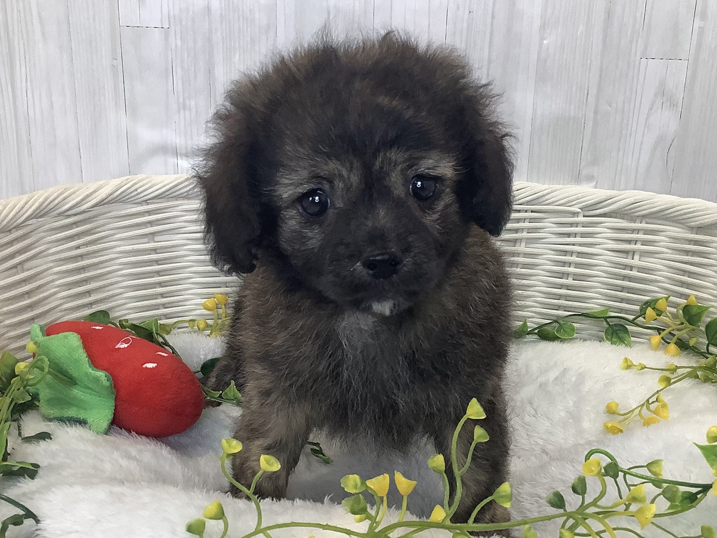 奈良県のハーフ犬・ミックス犬 (マルエスペット いかるが店/2026年1月3日生まれ/男の子/プリンドル)の子犬の1枚目の画像