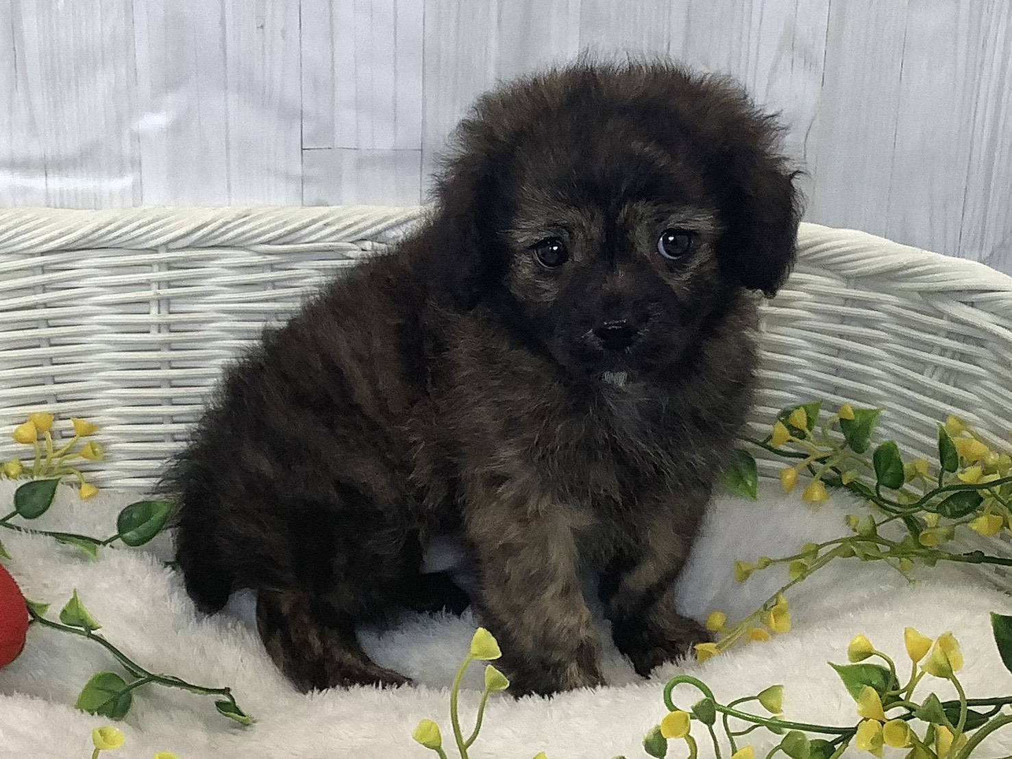 奈良県のハーフ犬・ミックス犬 (マルエスペット いかるが店/2026年1月3日生まれ/男の子/プリンドル)の子犬の2枚目の画像