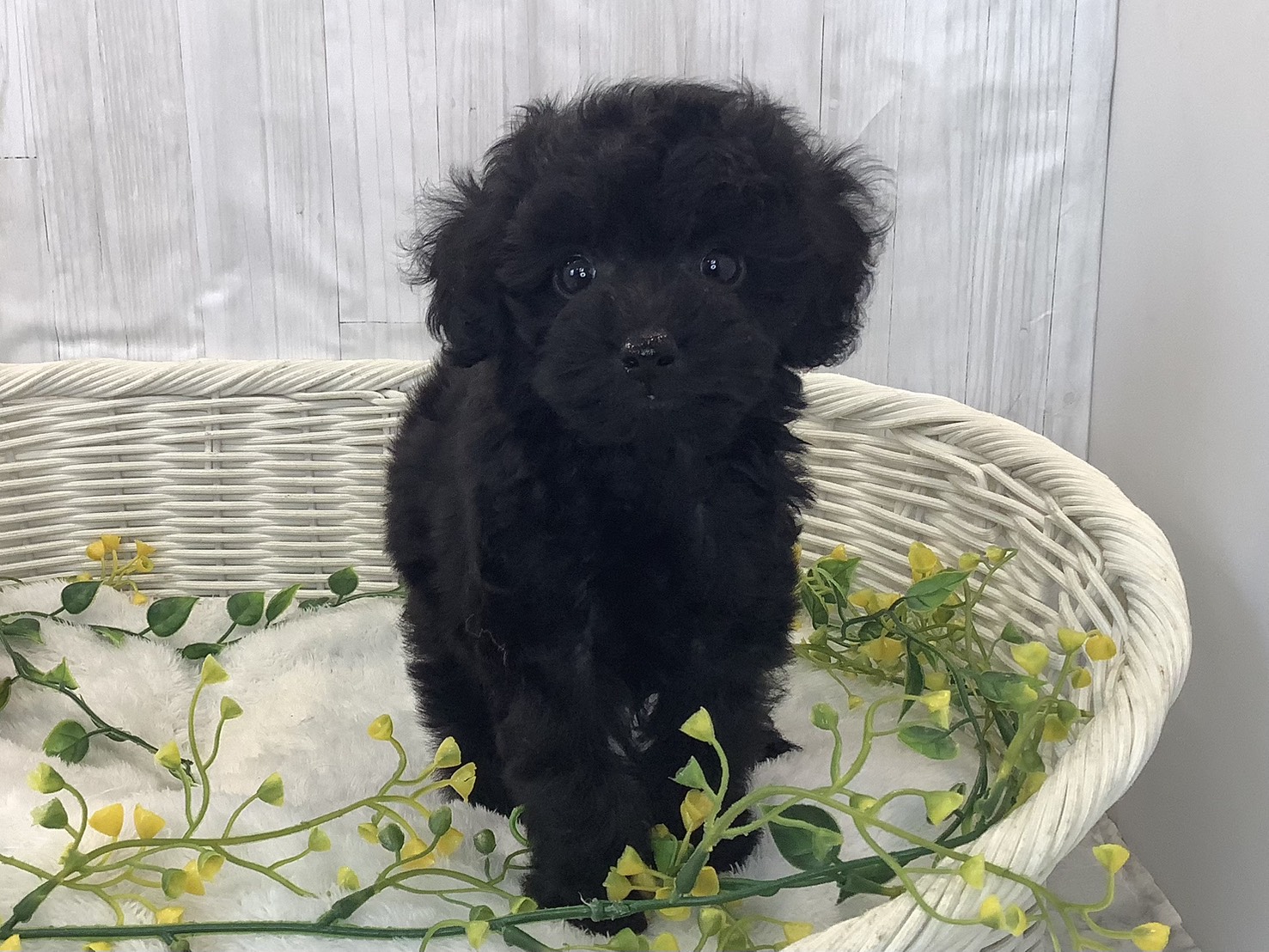 奈良県のトイプードル(トイ) (マルエスペット ヒルステップ生駒店/2026年1月5日生まれ/女の子/ブラック)の子犬の1枚目の画像