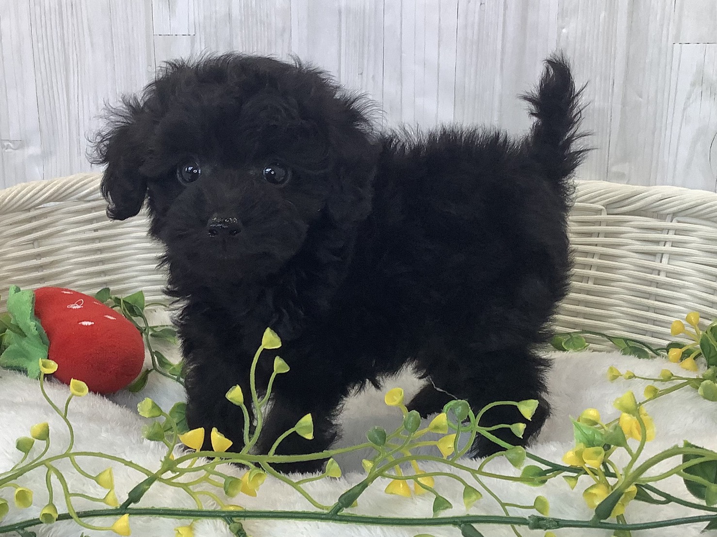 奈良県のトイプードル(トイ) (マルエスペット ヒルステップ生駒店/2026年1月5日生まれ/女の子/ブラック)の子犬の3枚目の画像