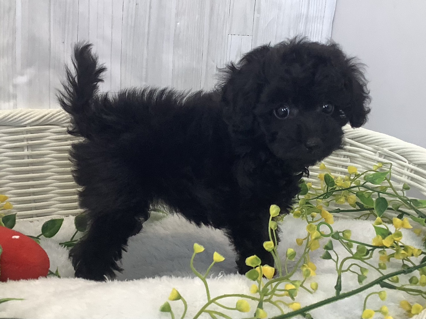 奈良県のトイプードル(トイ) (マルエスペット ヒルステップ生駒店/2026年1月5日生まれ/女の子/ブラック)の子犬の2枚目の画像