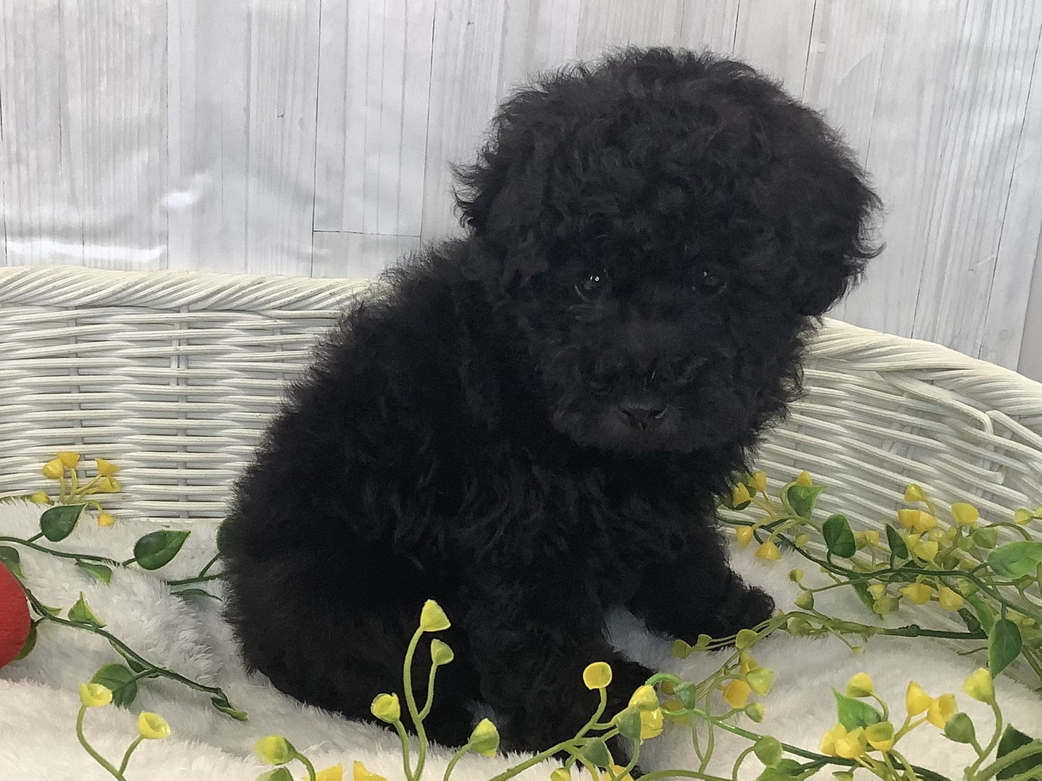 静岡県のトイプードル(トイ) (マルエスペット御殿場店/2026年1月1日生まれ/男の子/ブラック)の子犬の2枚目の画像