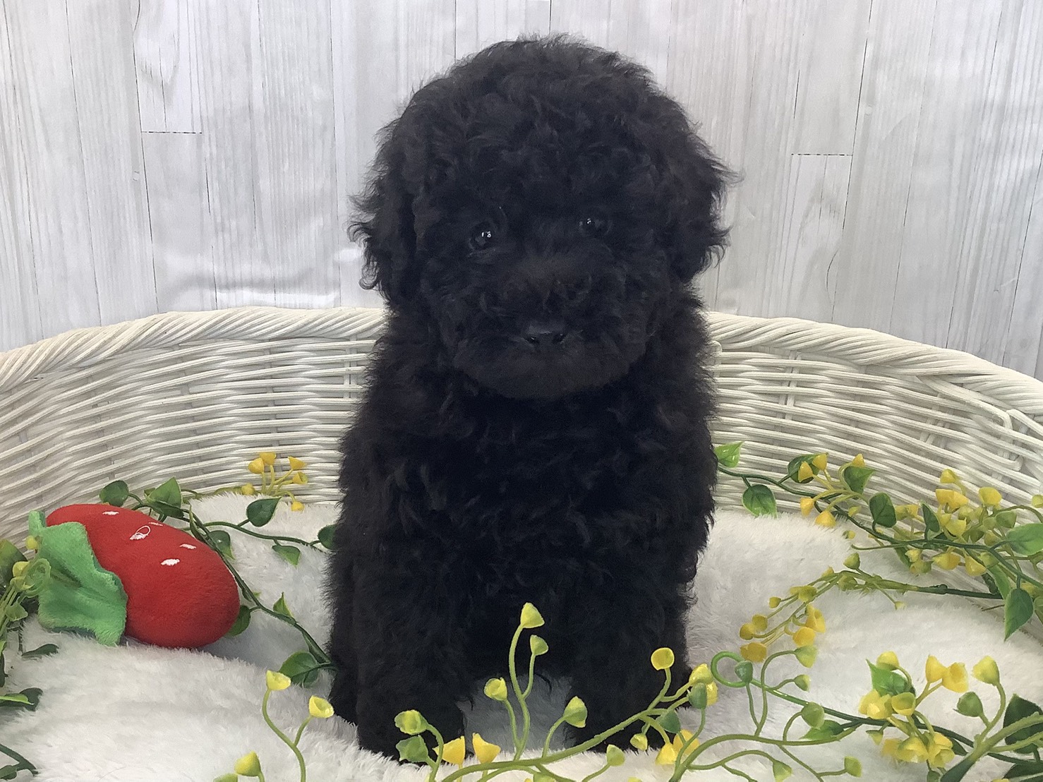静岡県のトイプードル(トイ) (マルエスペット御殿場店/2026年1月1日生まれ/男の子/ブラック)の子犬の1枚目の画像