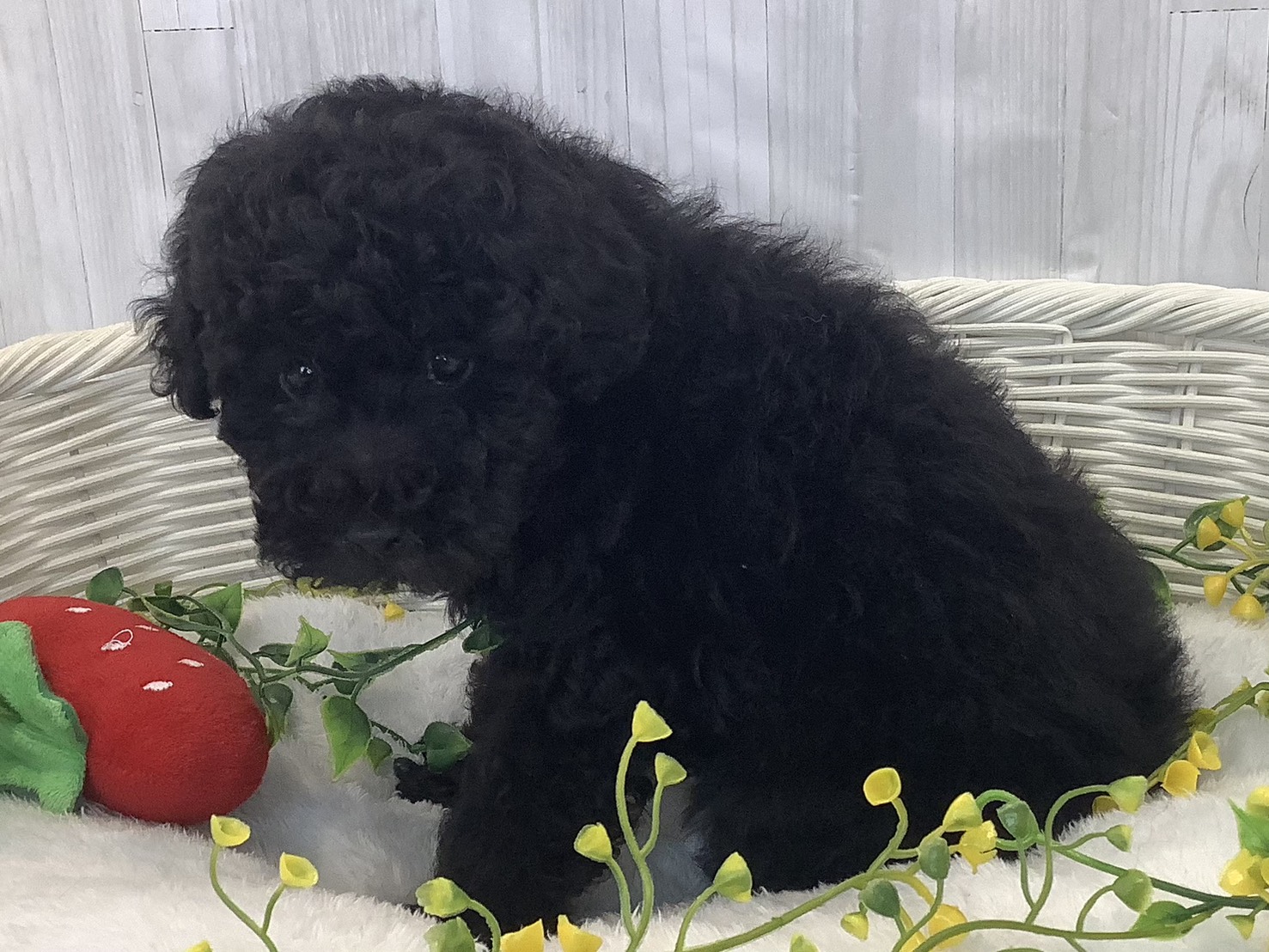 静岡県のトイプードル(トイ) (マルエスペット御殿場店/2026年1月1日生まれ/男の子/ブラック)の子犬の3枚目の画像