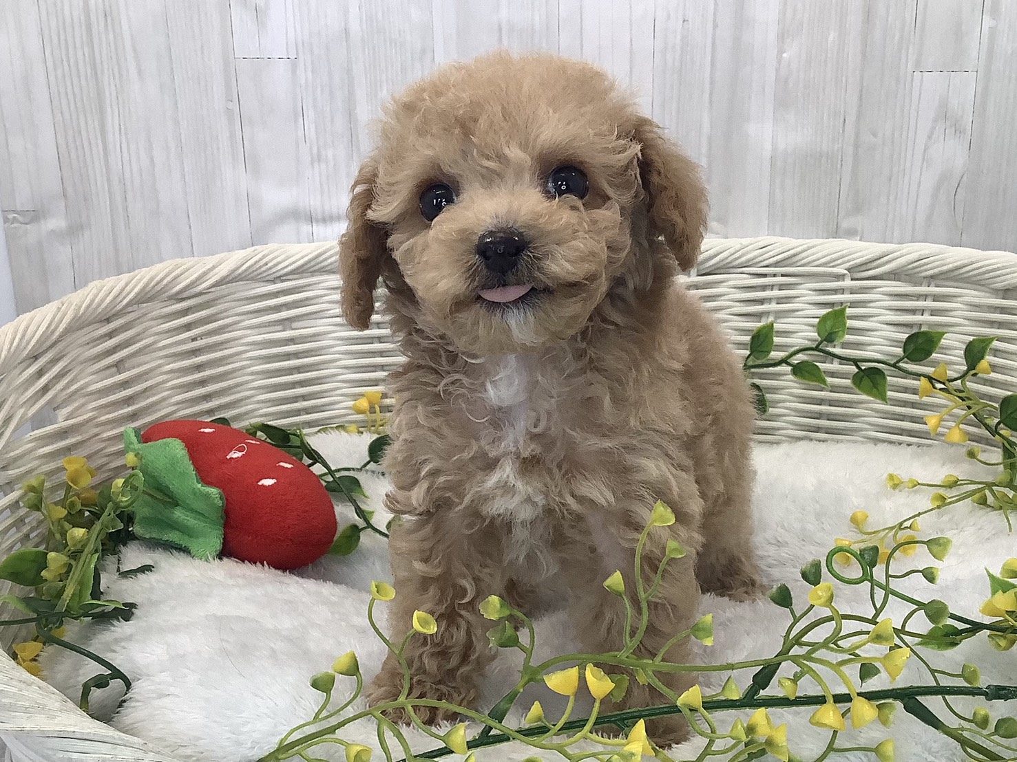 千葉県のハーフ犬・ミックス犬 (マルエスペット千鳥町店/2026年1月3日生まれ/男の子/アプリコット)の子犬の1枚目の画像