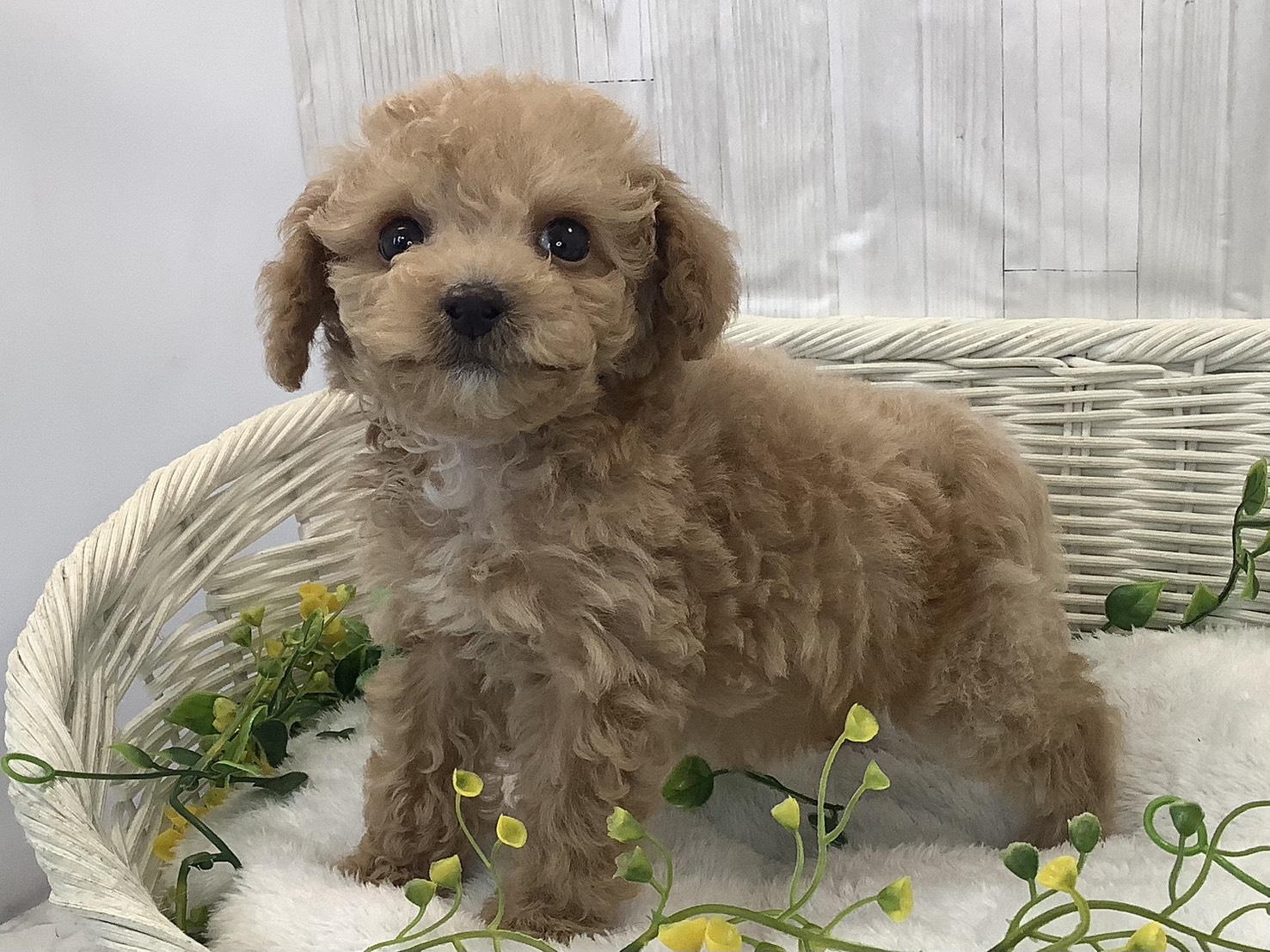 千葉県のハーフ犬・ミックス犬 (マルエスペット千鳥町店/2026年1月3日生まれ/男の子/アプリコット)の子犬の3枚目の画像