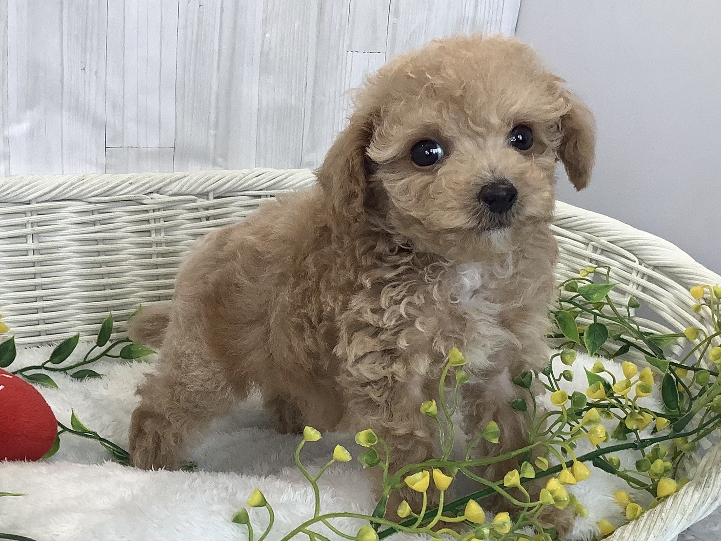 千葉県のハーフ犬・ミックス犬 (マルエスペット千鳥町店/2026年1月3日生まれ/男の子/アプリコット)の子犬の2枚目の画像
