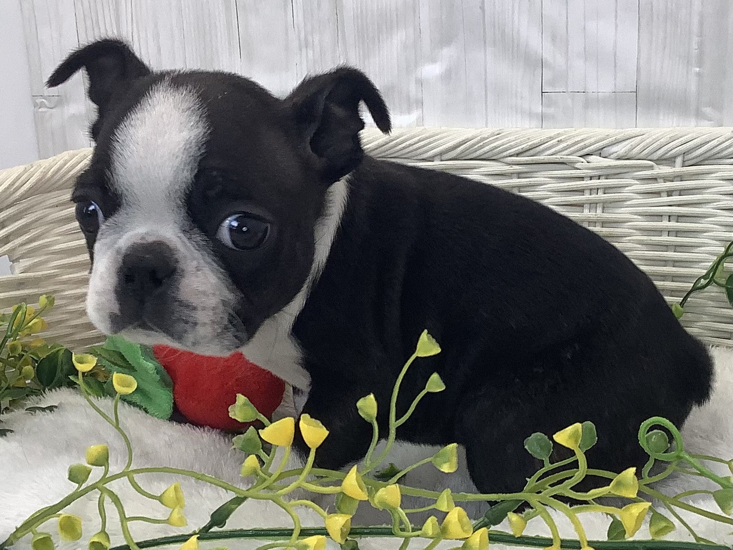神奈川県のボストンテリア (マルエスペット湯河原店/2026年1月2日生まれ/男の子/ボストンカラー)の子犬の3枚目の画像