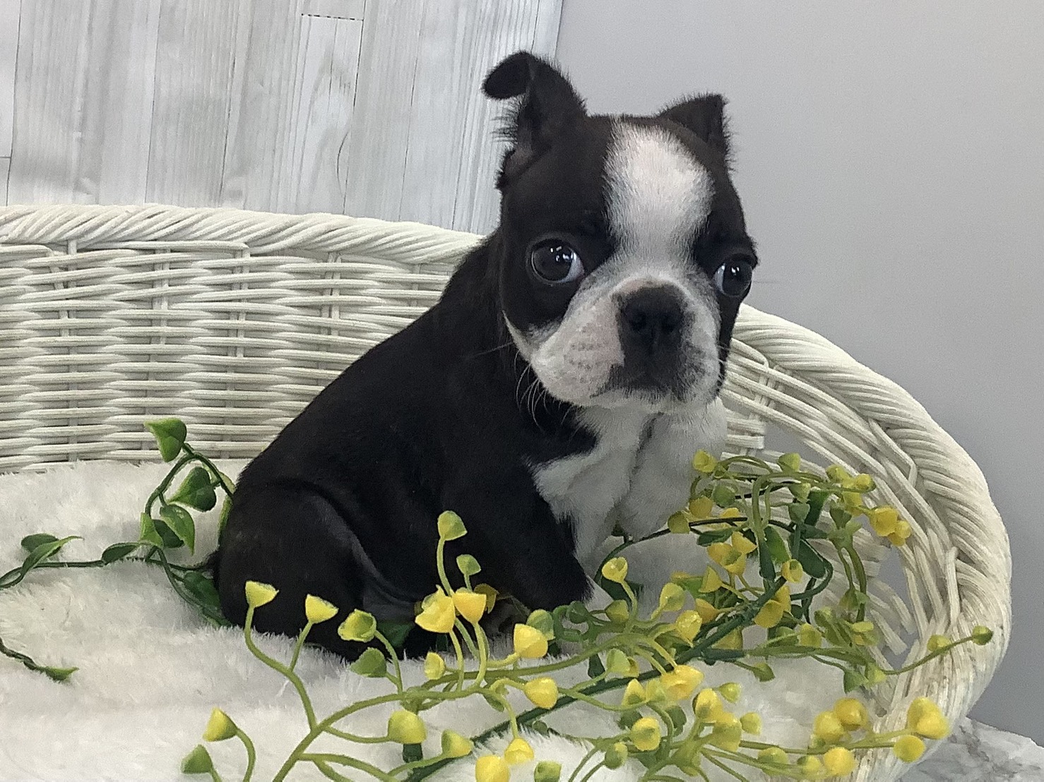 神奈川県のボストンテリア (マルエスペット湯河原店/2026年1月2日生まれ/男の子/ボストンカラー)の子犬の2枚目の画像