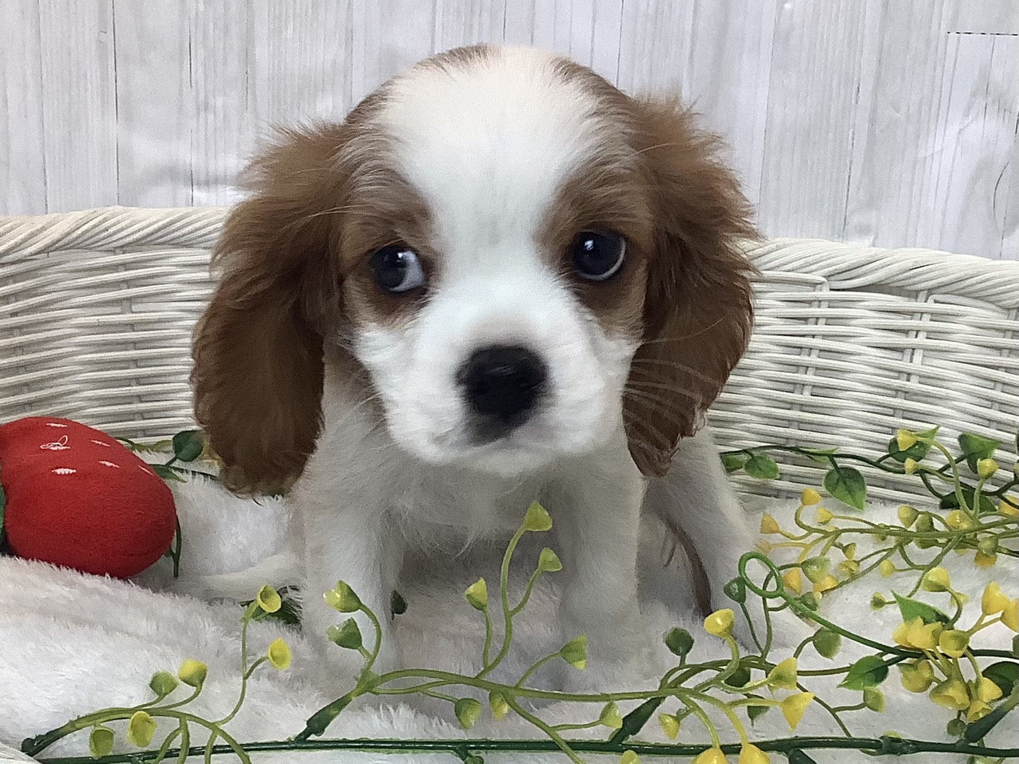 広島県のキャバリアキングチャールズスパニエル (マルエスペット広島段原ショッピングセンター店/2026年1月3日生まれ/男の子/ブレンハイム)の子犬の1枚目の画像