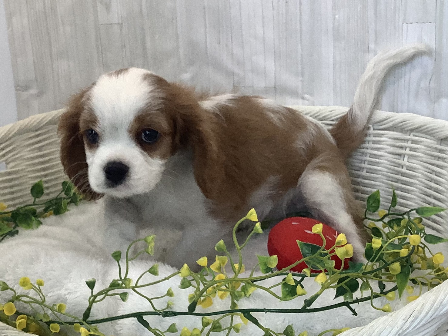 広島県のキャバリアキングチャールズスパニエル (マルエスペット広島段原ショッピングセンター店/2026年1月3日生まれ/男の子/ブレンハイム)の子犬の3枚目の画像